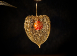 Amour en cage